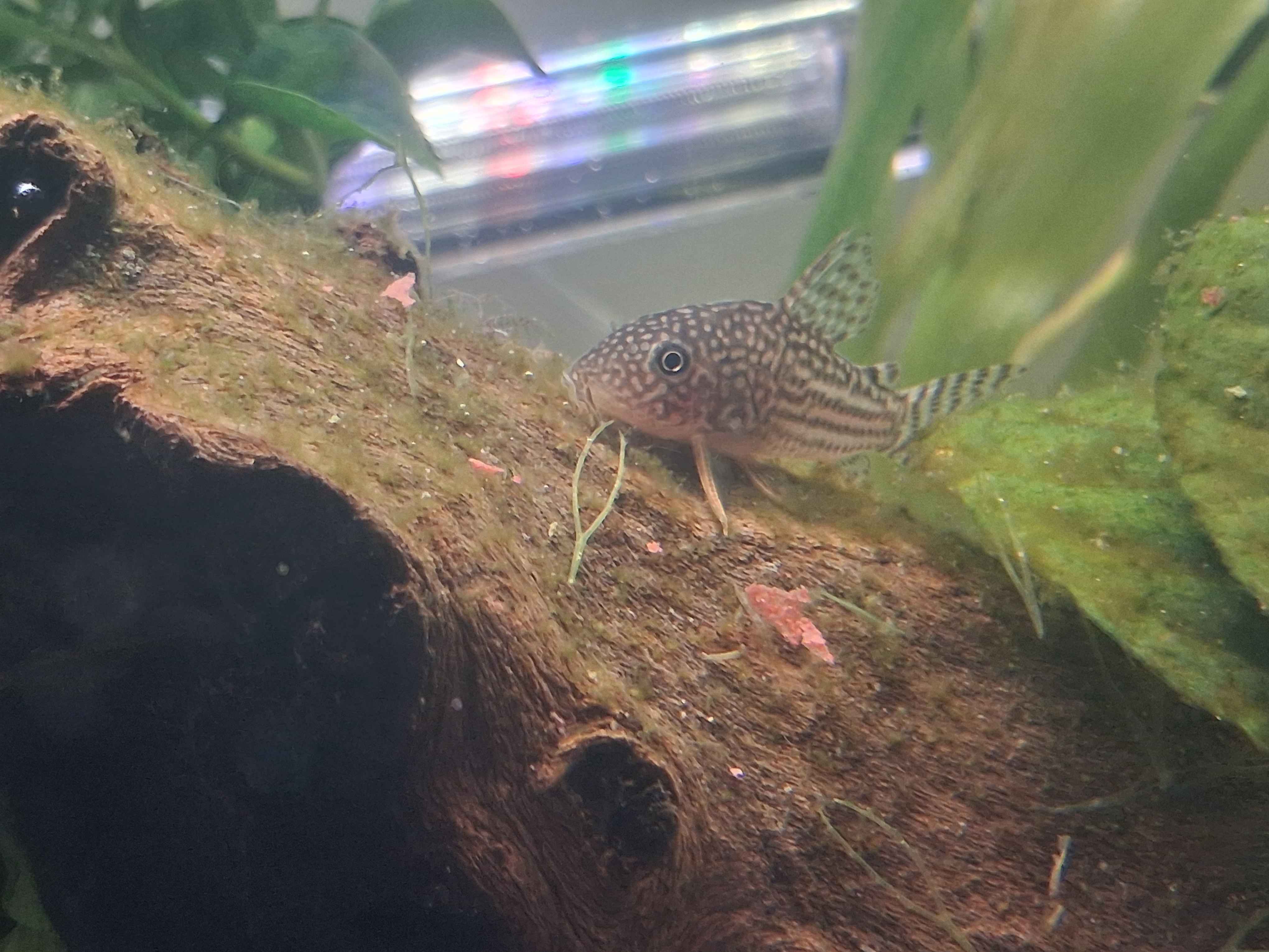 Corydoras sterbai